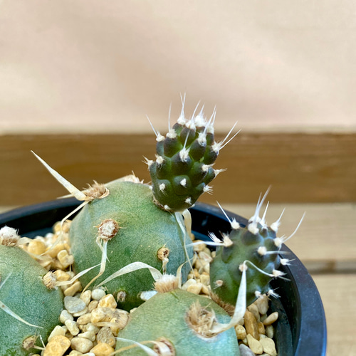 サボテン テフロカクタス アーティキュラータス（武蔵野） 多肉