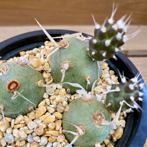 サボテン テフロカクタス アーティキュラータス（武蔵野） 多肉