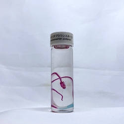 透明標本 シャコ その他置物 透明標本Clair 通販 8505212