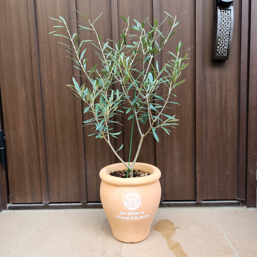 オリーブの木 エルグレコ 壺型テラコッタ鉢植え 観葉植物 シンボル