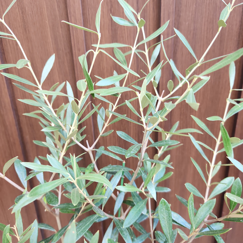 オリーブの木 エルグレコ 壺型テラコッタ鉢植え 観葉植物 シンボル