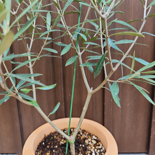 オリーブの木 エルグレコ 壺型テラコッタ鉢植え 観葉植物 シンボル