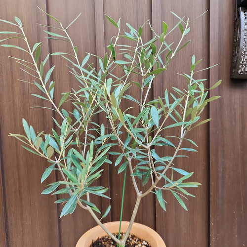 オリーブの木 エルグレコ 壺型テラコッタ鉢植え 観葉植物 シンボル