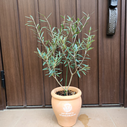 オリーブ　ネバディロブランコ　デザインテラコッタ鉢植え　苗木 オリーブ ネバディロブランコ テラコッタ鉢植え 苗 シンボル