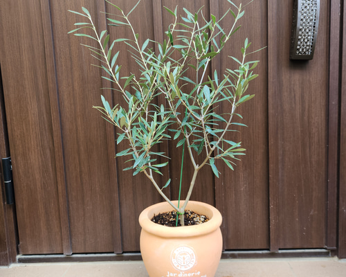 オリーブの木 エルグレコ 壺型テラコッタ鉢植え 観葉植物 シンボル