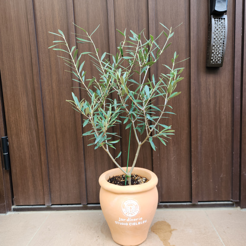 オリーブの木 エルグレコ 壺型テラコッタ鉢植え 観葉植物 シンボル
