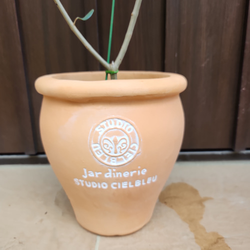 オリーブの木 エルグレコ 壺型テラコッタ鉢植え 観葉植物 シンボル