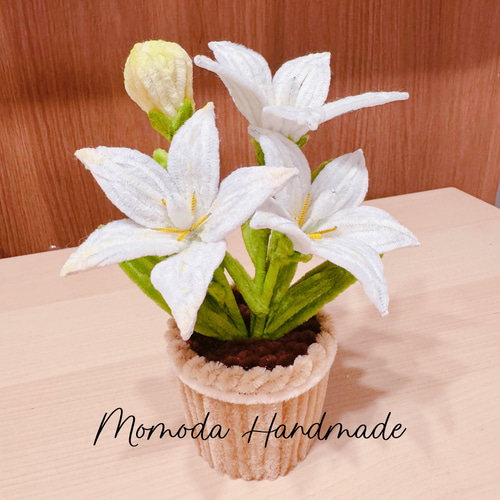 モールフラワー 桔梗の鉢植え 枯れない花 永遠の愛 ホワイト ピンク 紫