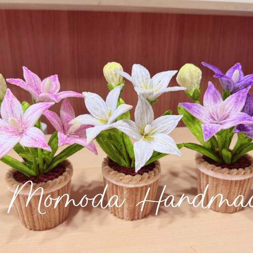 モールフラワー 桔梗の鉢植え 枯れない花 永遠の愛 ホワイト ピンク 紫