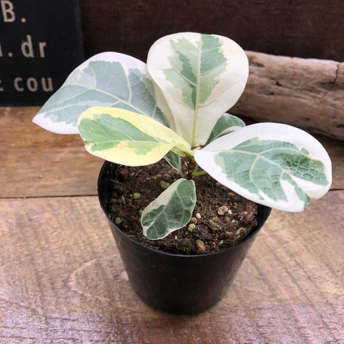 フィカス リラータの斑入り♡カシワバゴム♡希少♡観葉植物 アート