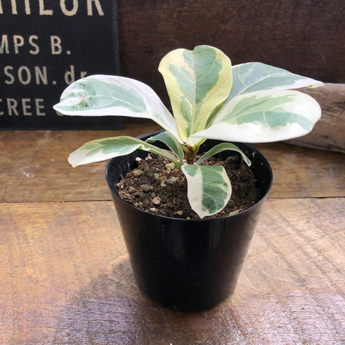 超希少❗️フィカス　リラータ　カシワバゴム　斑入り✨ 希少》フィカス リラータ イヴォンヌ 斑入り カシワバゴム 3.5号＊calm