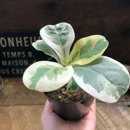 フィカス リラータの斑入り♡カシワバゴム♡希少♡観葉植物 アート