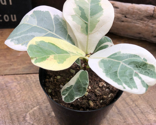フィカス リラータの斑入り♡カシワバゴム♡希少♡観葉植物 アート