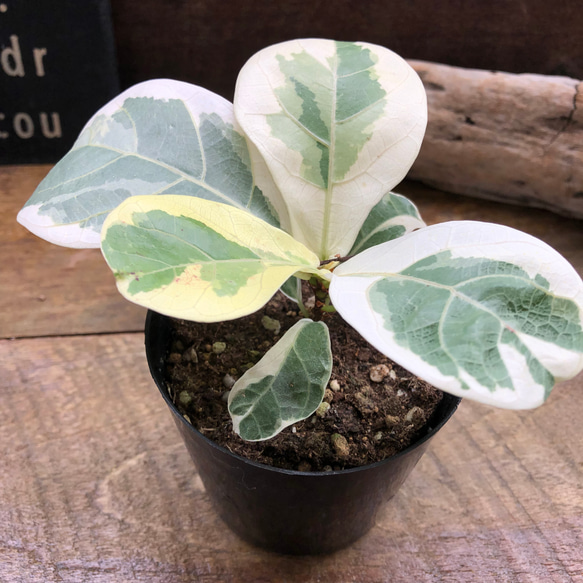 フィカス リラータの斑入り♡カシワバゴム♡希少♡観葉植物 アート