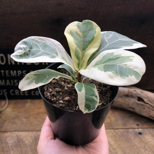 フィカス リラータの斑入り♡カシワバゴム♡希少♡観葉植物 アート