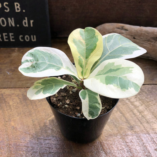 超希少❗️フィカス　リラータ　カシワバゴム　斑入り✨ フィカス リラータの斑入り♡カシワバゴム♡希少♡観葉植物 アート