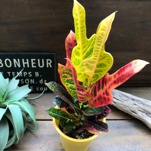 エクセレント♡クロトン♡綺麗な観葉植物♡インテリア アートフラワー