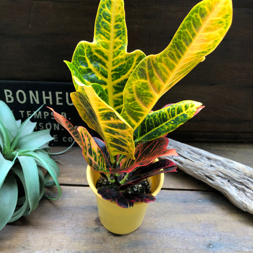 エクセレント♡クロトン♡綺麗な観葉植物♡インテリア アートフラワー