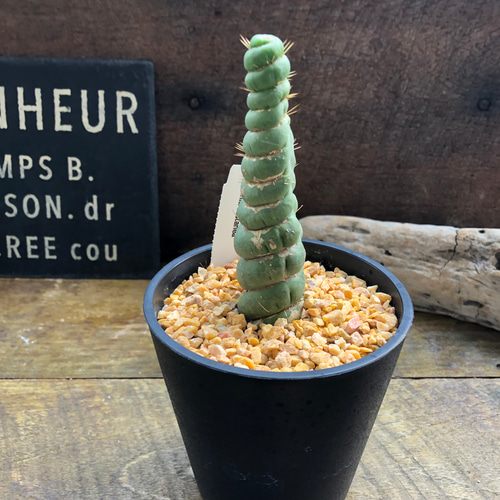 カスタネア スピラリス ♡Eulychnia castanea♡ユニーク♡サボテン