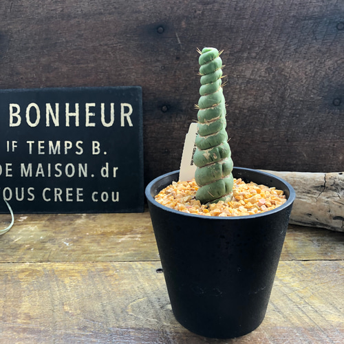 珍品　珍株　カスタネア　スピラリス　サボテン 珍品 珍株 カスタネア スピラリス サボテン