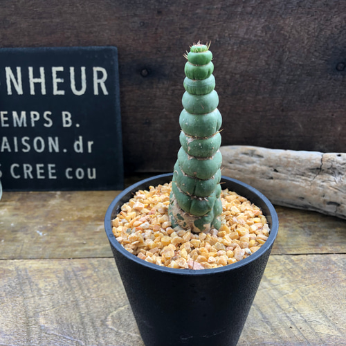 カスタネア スピラリス ♡Eulychnia castanea♡ユニーク♡サボテン