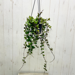 ⑩　オリーブの木souju　『ピクアル』　6号　最高等級極上品‼️ e15cb3e9820b835161f3d308282b24