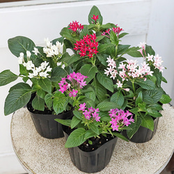 花鉢 アジサイ プリンセスシャーロットピンク 4号ポット 紫陽花