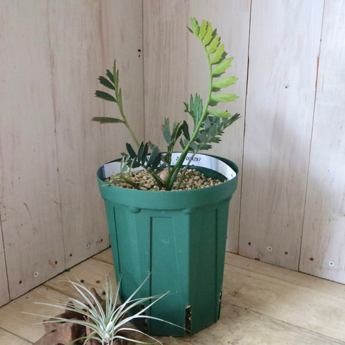 現品♡絶滅種♡ヒメオニソテツ♡ エンセファラルトス ホリダス♡ 現品♡絶滅種♡ヒメオニソテツ♡ エンセファラルトス ホリダス