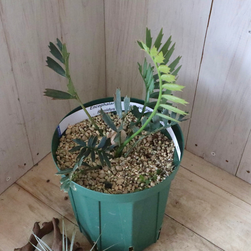 現品♡絶滅種♡ヒメオニソテツ♡ エンセファラルトス ホリダス♡ 現品♡絶滅種♡ヒメオニソテツ♡ エンセファラルトス ホリダス