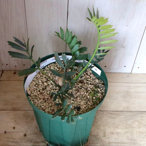 現品♡絶滅種♡ヒメオニソテツ♡ エンセファラルトス ホリダス♡ 現品♡絶滅種♡ヒメオニソテツ♡ エンセファラルトス ホリダス