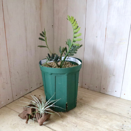 現品♡絶滅種♡ヒメオニソテツ♡ エンセファラルトス ホリダス