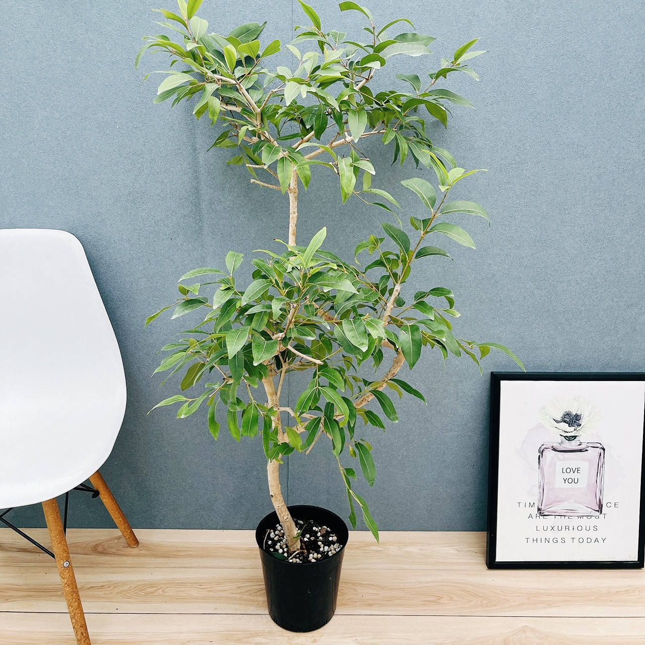 ［現品］【珍しい】81番　アマゾンオリーブ　曲がり　8号　観葉植物　レア　大型　室内　おしゃれ