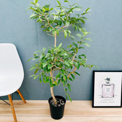 光触媒 人工観葉植物 ウォールグリーン フェイクグリーン モンステラ75