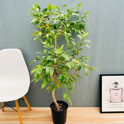 現品］10番 シマトネリコ 曲がり 8号 観葉植物 大型 屋外 ベランダ