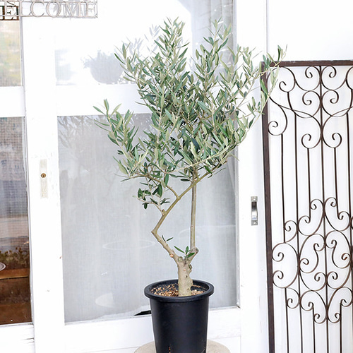現品販売 常緑苗木 オリーブ ピクアル 7号 H110cm 創樹 SOUJU 植木