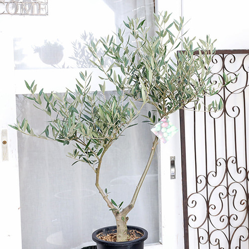 オリーブ　ピクアル　オリーブの木　創樹　幹太souju 7号 現品販売 常緑苗木 オリーブ ピクアル 7号 H110cm 創樹 SOUJU 植木