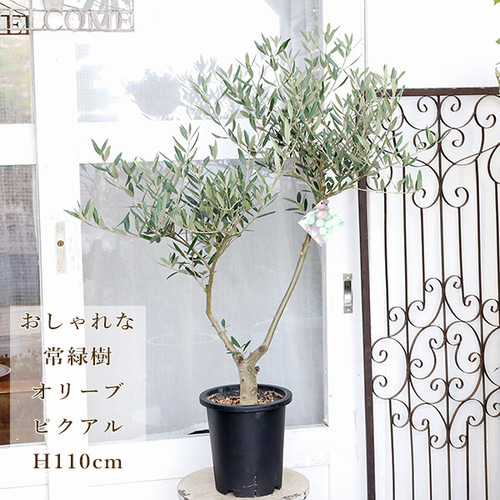現品販売 常緑苗木 オリーブ ピクアル 7号 H110cm 創樹 SOUJU 植木