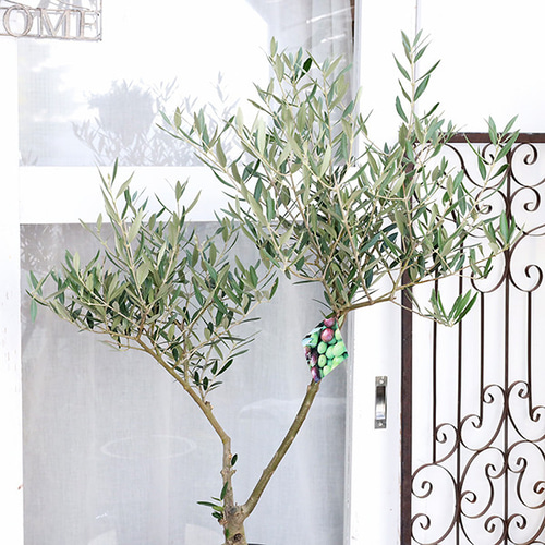 オリーブの木 ピクアル 7号 約110cm NO.657 人気品種 現品掲載