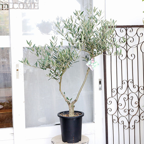 現品販売 常緑苗木 オリーブ ピクアル 7号 H110cm 創樹 SOUJU 植木