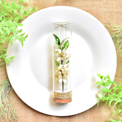 ■受注制作【植物標本 S】銀木犀(ぎんもくせい) 2枚目の画像