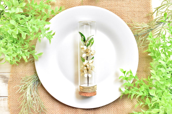 ■受注制作【植物標本 S】銀木犀(ぎんもくせい) 2枚目の画像