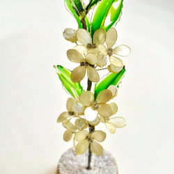 ■受注制作【植物標本 S】銀木犀(ぎんもくせい) 12枚目の画像