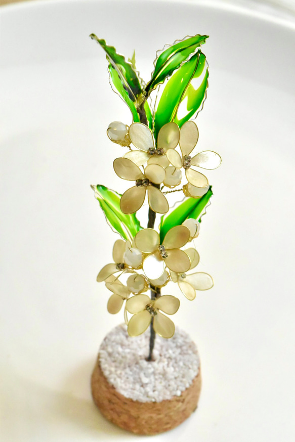 ■受注制作【植物標本 S】銀木犀(ぎんもくせい) 12枚目の画像