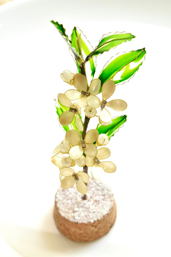 ■受注制作【植物標本 S】銀木犀(ぎんもくせい) 9枚目の画像