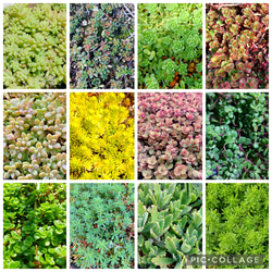 多肉植物　セダム　ダシフィルム50カット&プロリフィカ×姫秀麗8カット 多肉植物 セダム ダシフィルム50カット&プロリフィカ×姫秀麗8カット