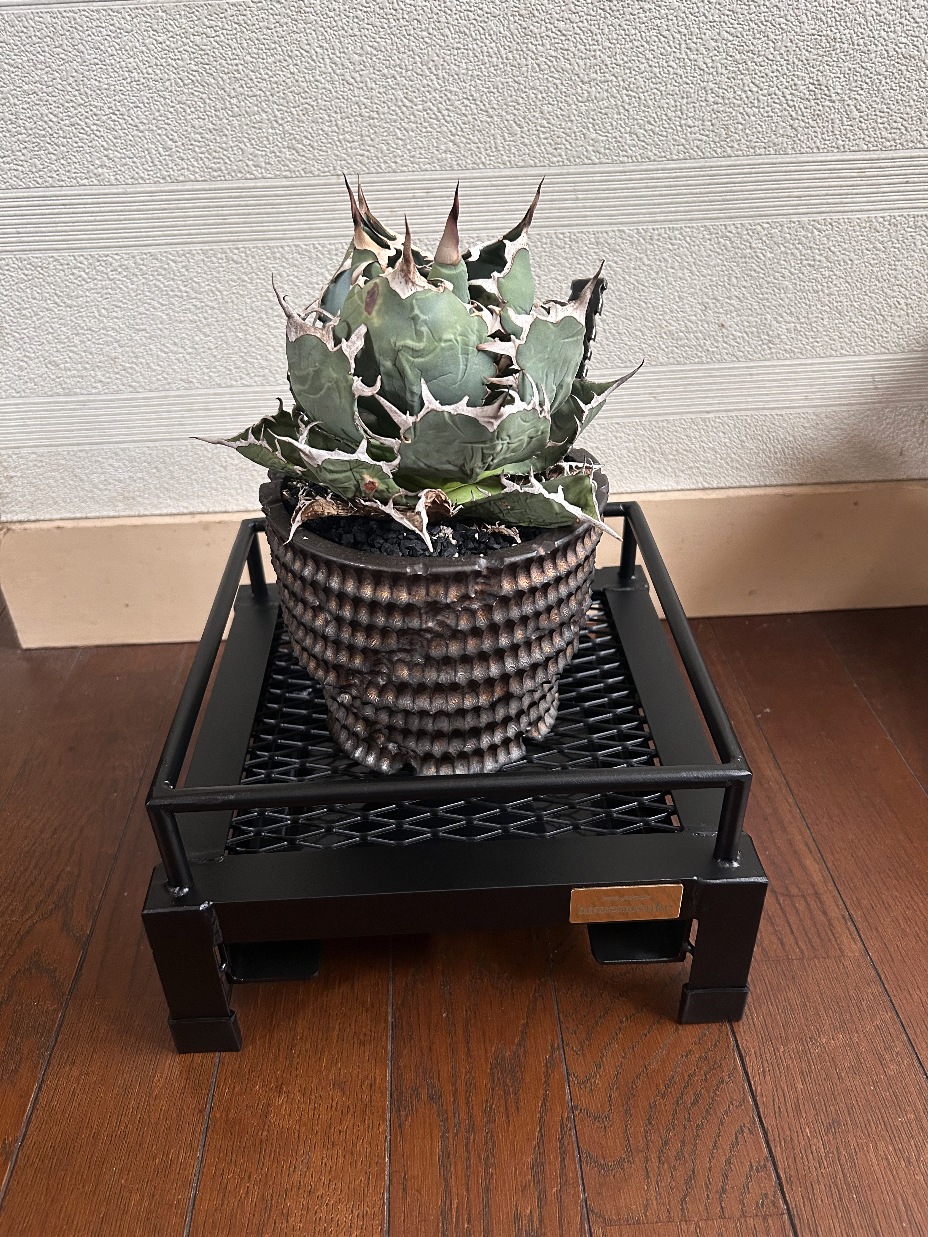 ☆送料込み☆そのまま水やり出来る植物台座　即購入OK 男前　ボタニカルシェルフ　アガベ　塊根　育成管理