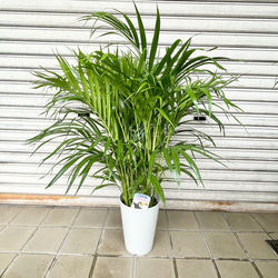 希少 フィカス ジャワゴムの木 その他インテリア雑貨 PLANTS
