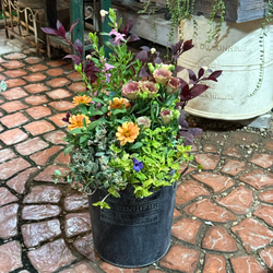 グレビレア ハニーワンダー希少 オージープランツ 常緑 低木 斑入り