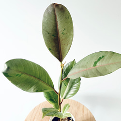 特A品】オリーブ チプレッシーノ Lサイズ 観葉植物 calm cafe