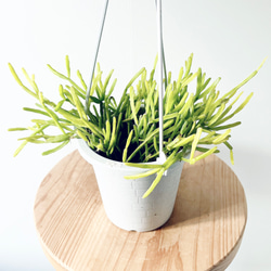 【特A品】オリーブ チプレッシーノ Lサイズ 観葉植物 calm cafe 特A品】オリーブ チプレッシーノ Lサイズ 観葉植物 calm cafe